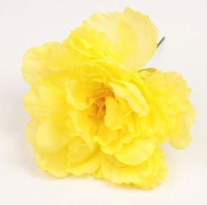 Pivoine Valence. Fleurs de flamenco. Jaune. 12cm.